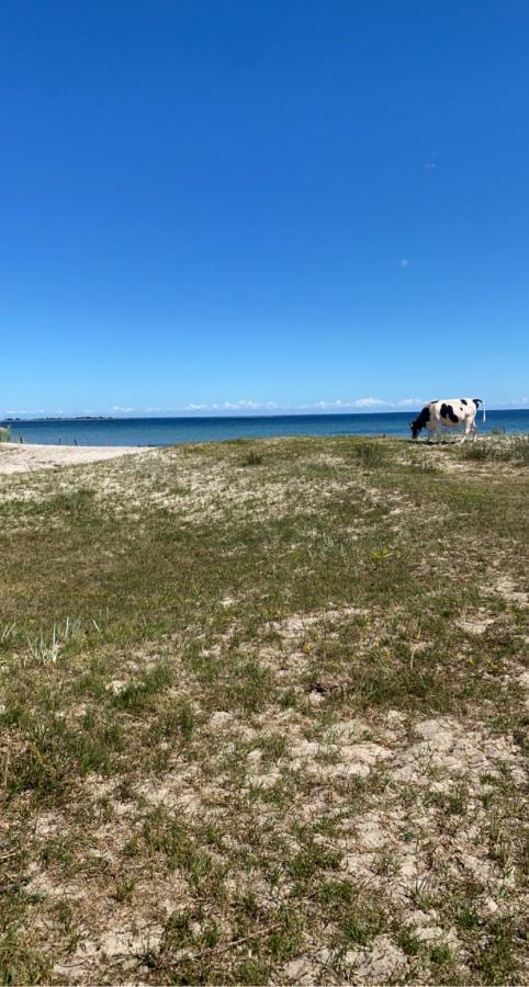 Bo I Egen Stuga Pa Haerlig Oelandsgard Köpingsvik Zewnętrze zdjęcie